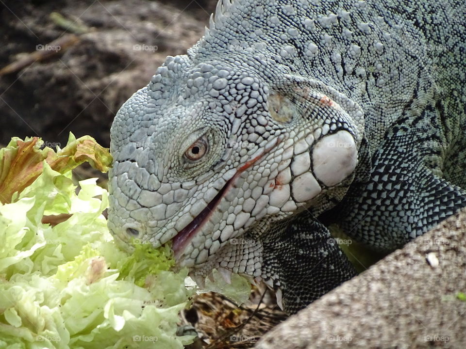 Iguana