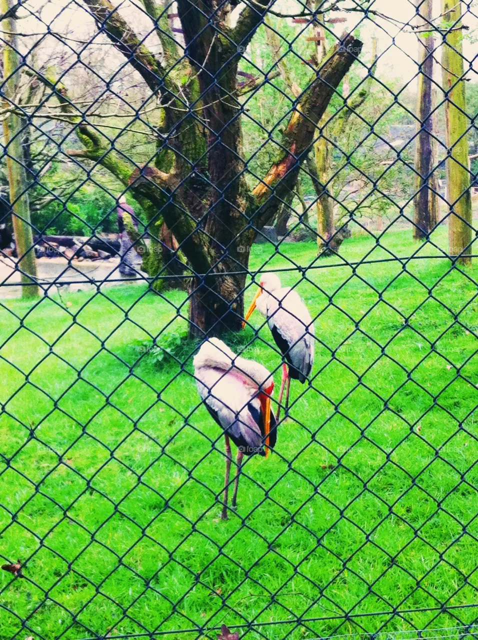 Birds