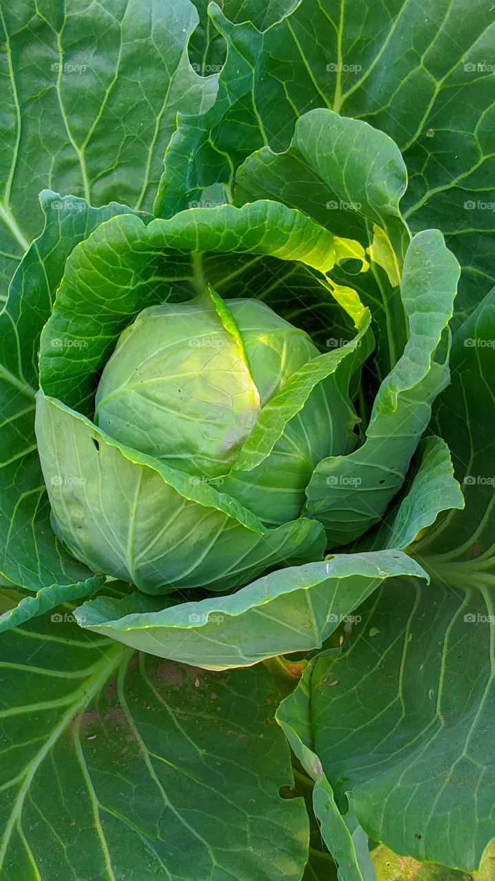 Green cabbage close-up.