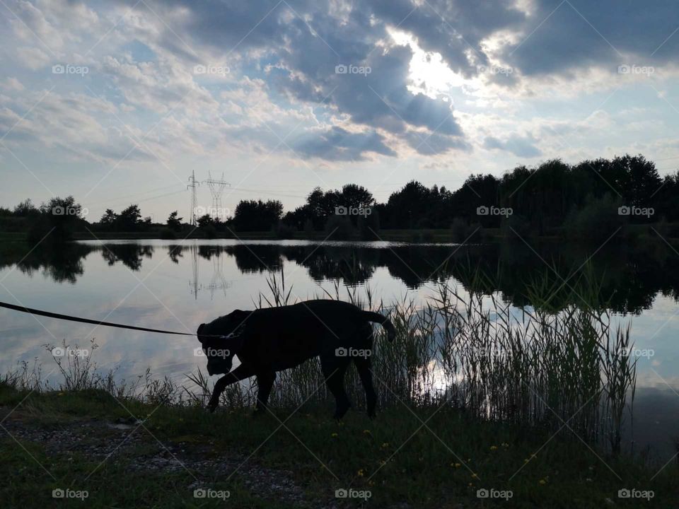 A magical mirror of the mother nature and beautiful italian mastiff Cane Corso