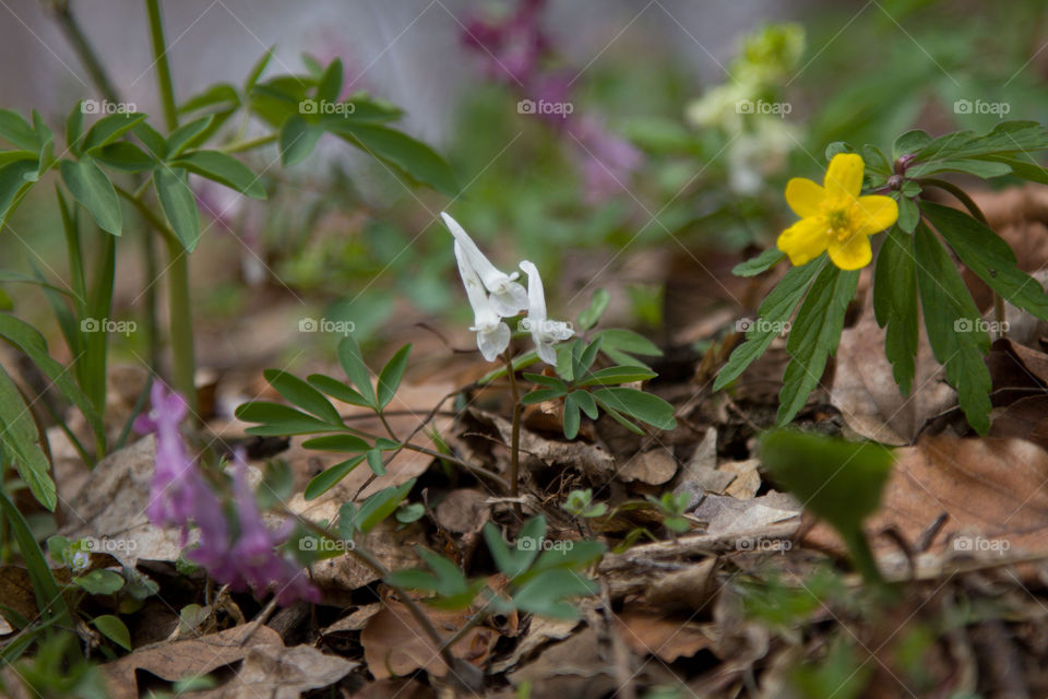 early spring forest flowers