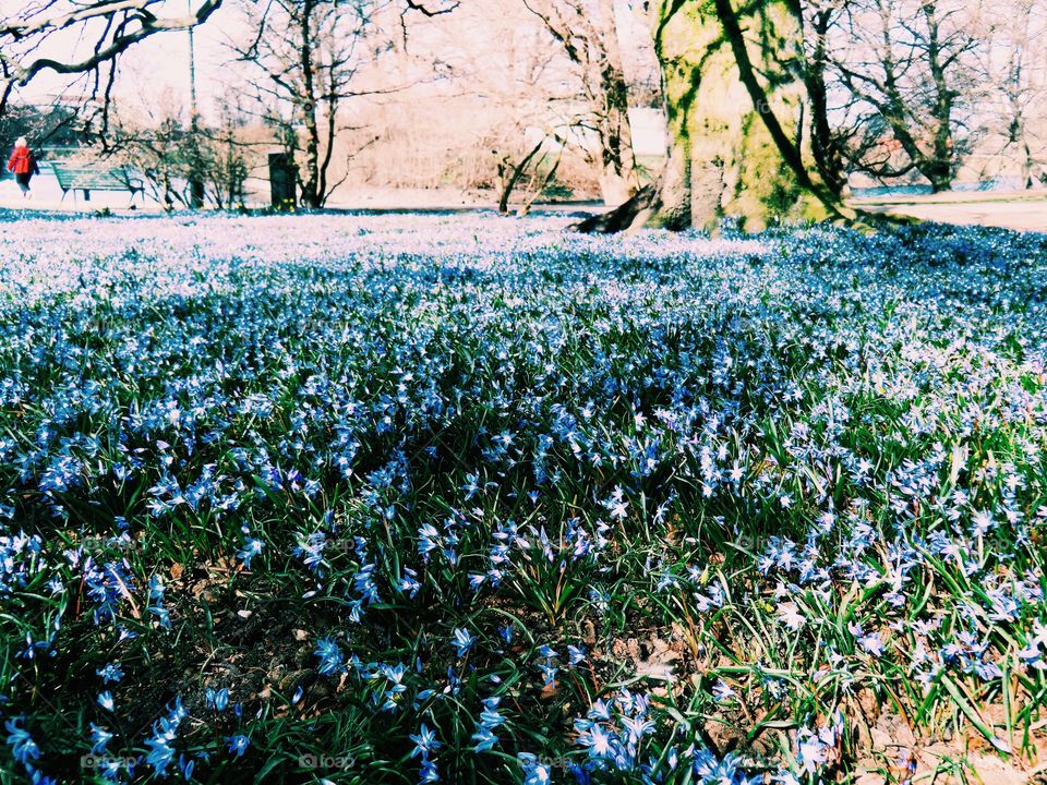 Spring in the park with blue flowers