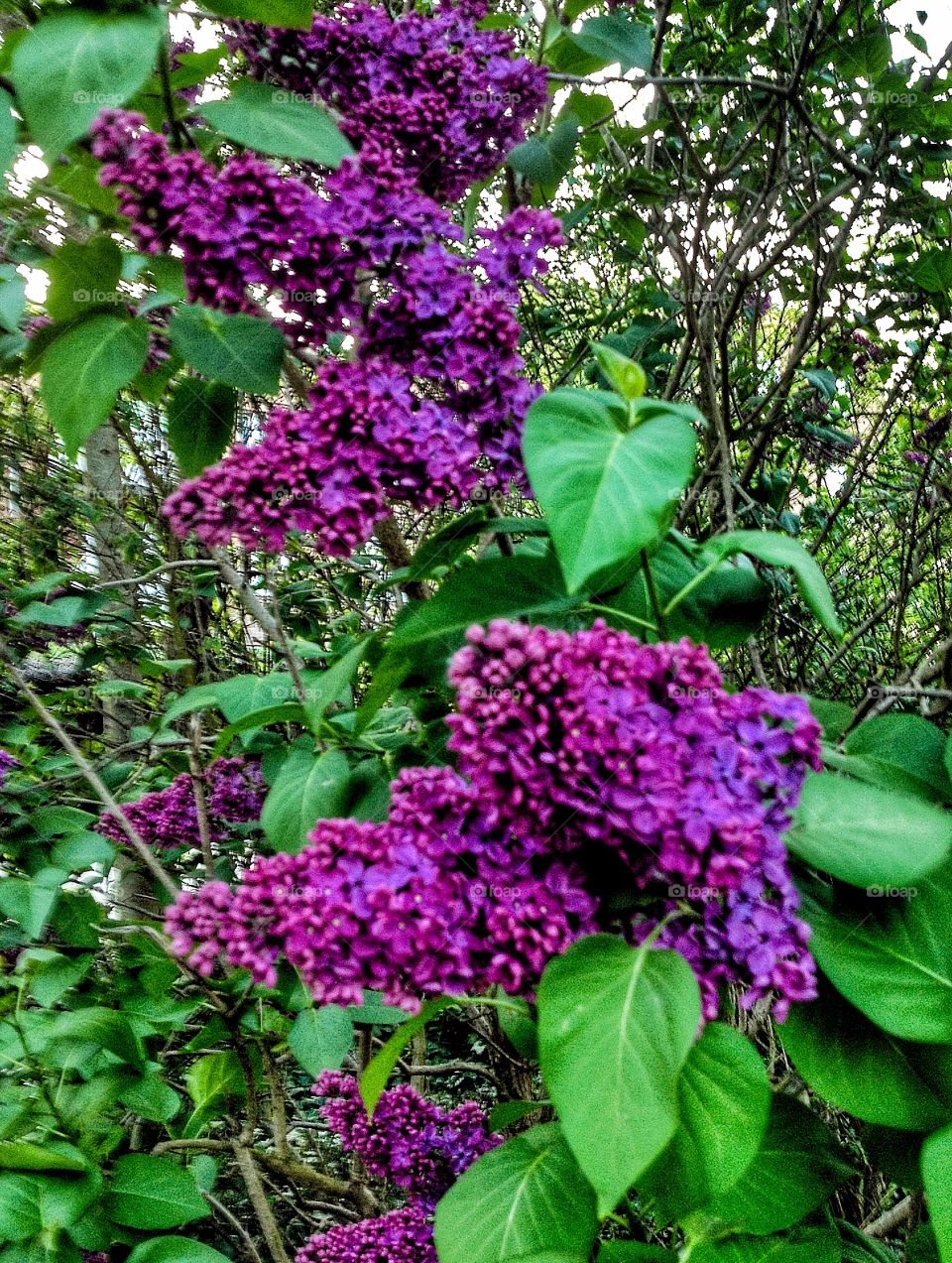 Purple lilac