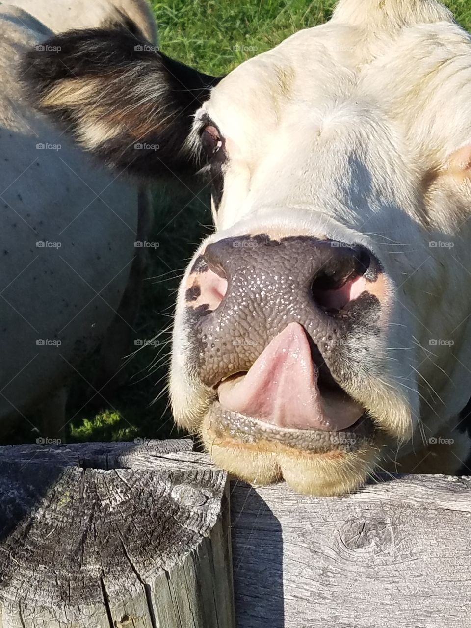 cow linking his nose