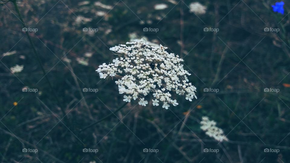 White Flowers