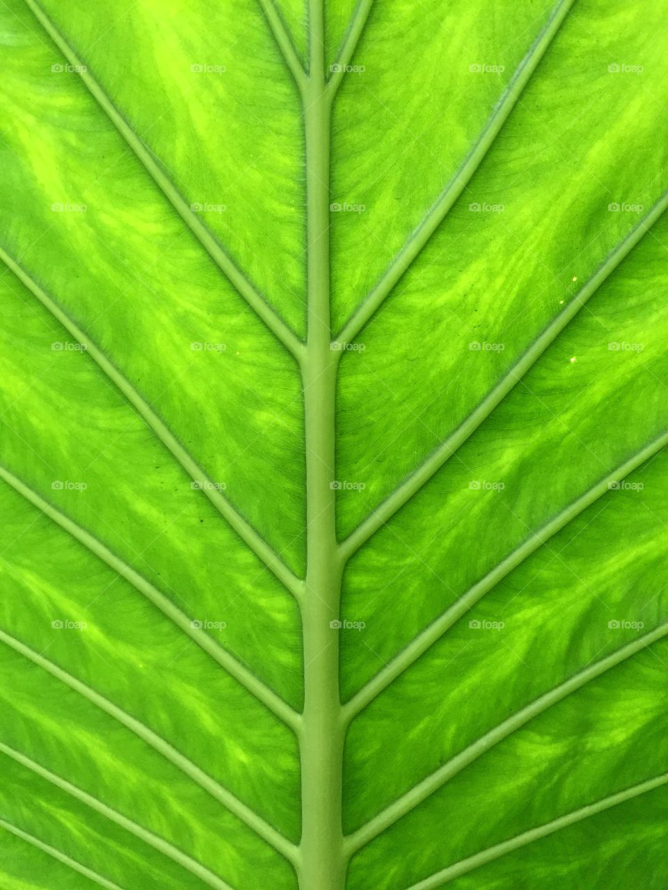 Leaf