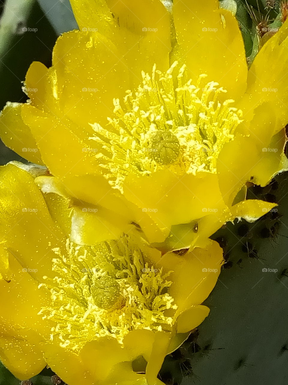 nature cactus flower