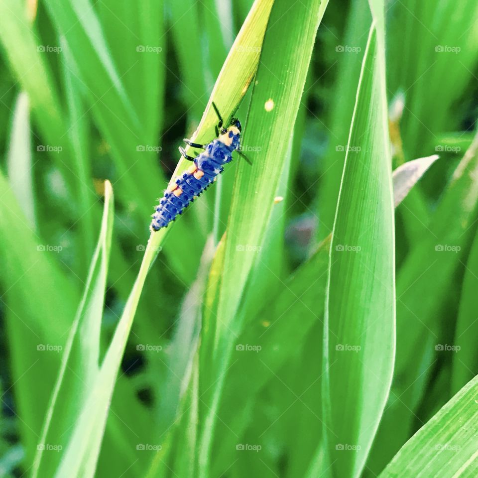 Purple Insect on Blade of Grass