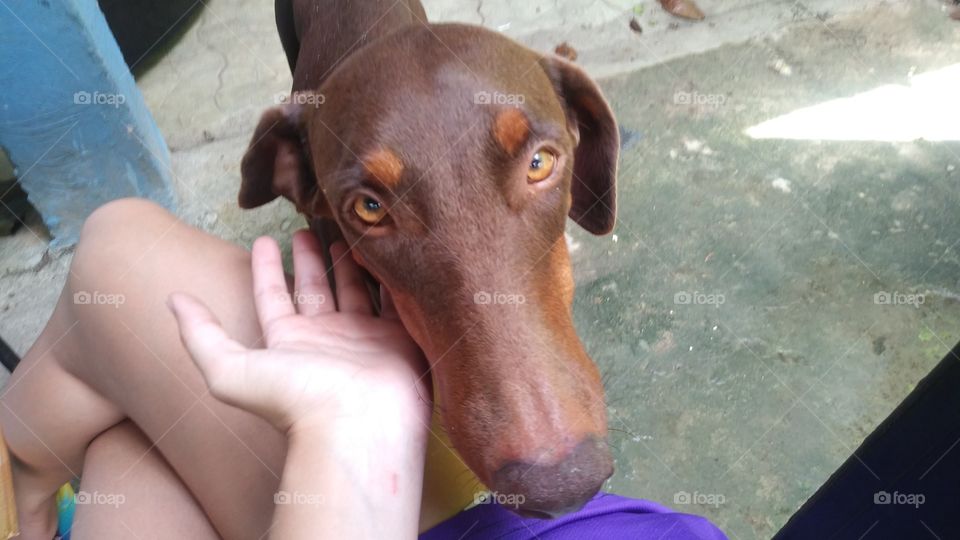 Olhar doce e cativante de uma doberman marrom