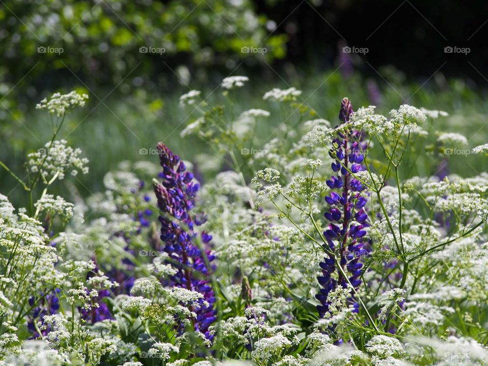 Summer in the meadow