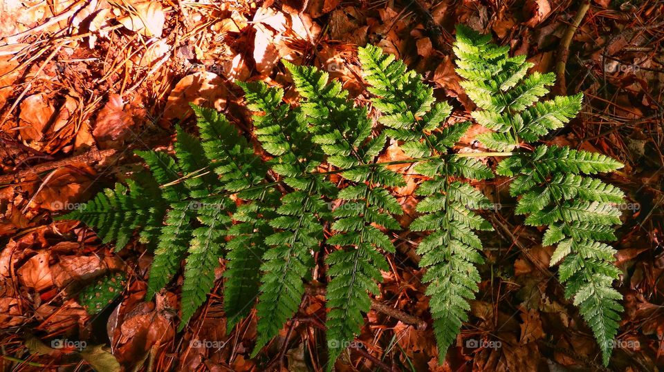Green fern leaf