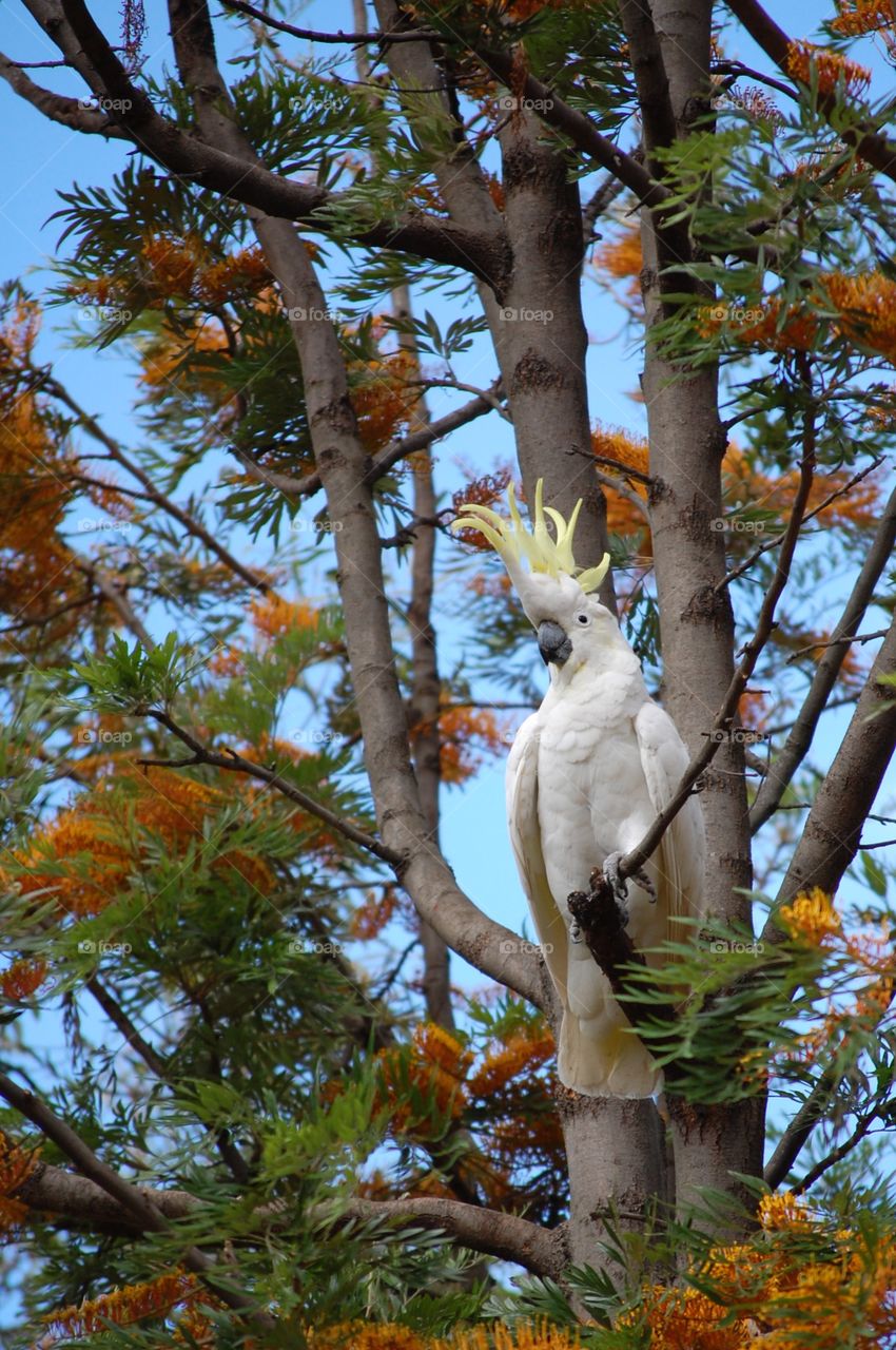 Cockatoo with crest