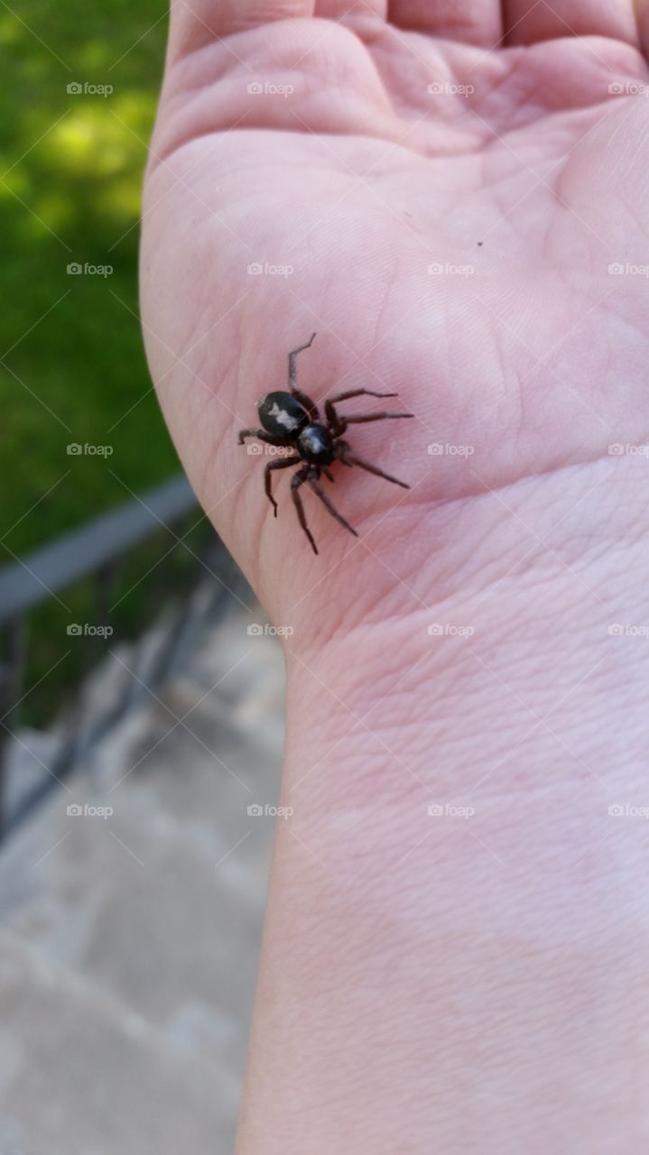 Spider on hand