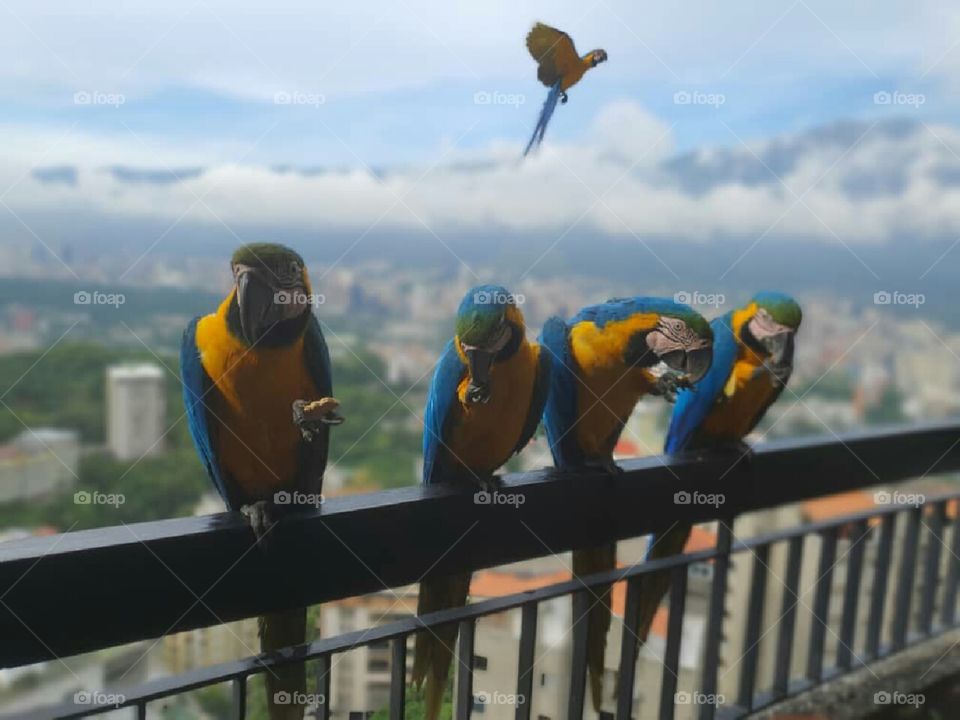 guacamayas