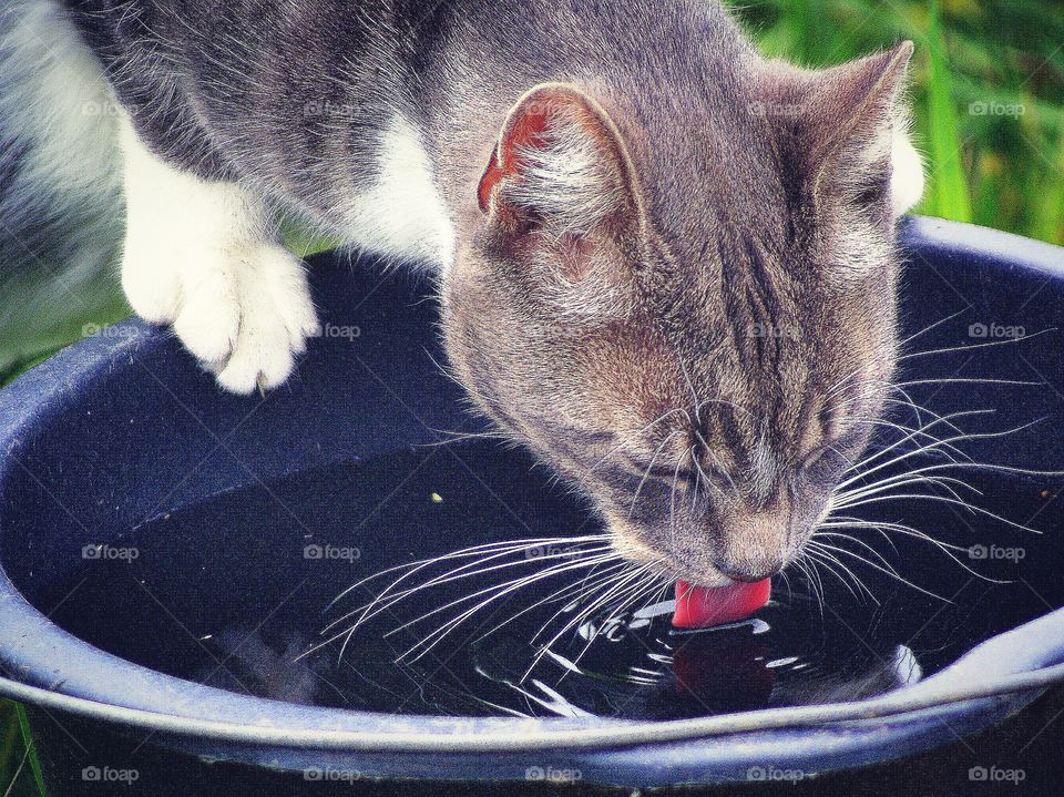 Cat drinking water