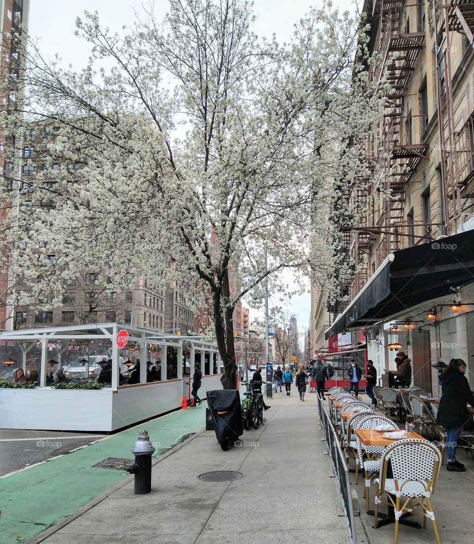 NYC Spring Flowering Tree Walking down Amsterdam Avenue.
