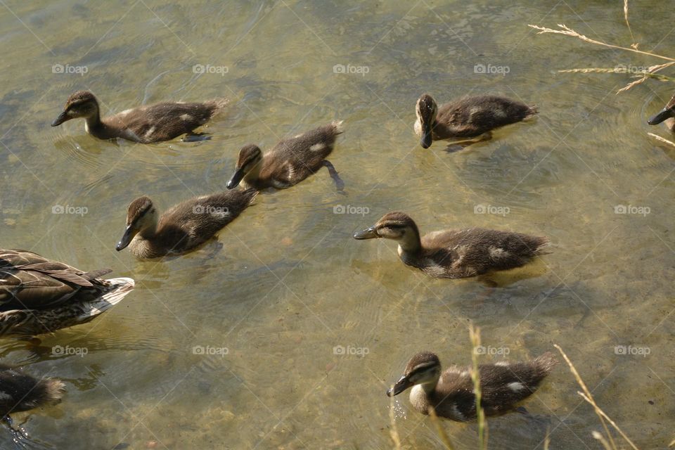 ducklings in water beautiful wildlife