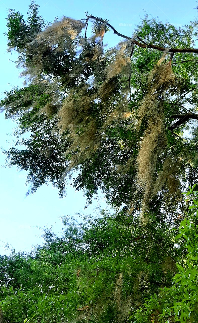 Spanish Moss blowing in wind. hanging from Live Oak tree