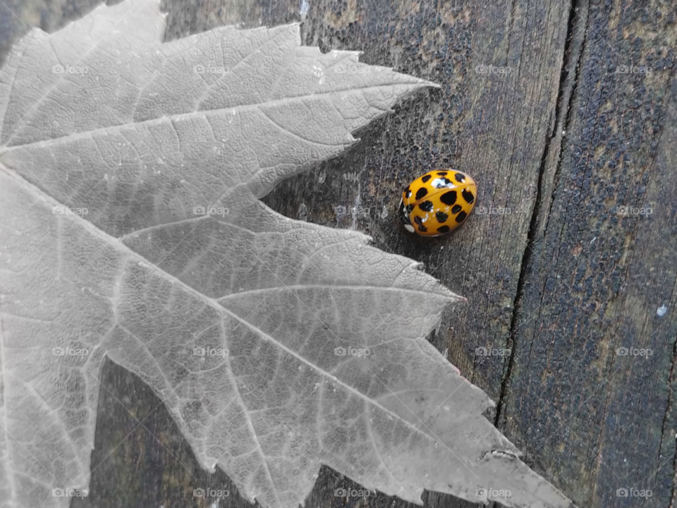 A colorpop of an orange ladybug next to a black and white fallen leaf sitting on a grey picnic table during the fall.