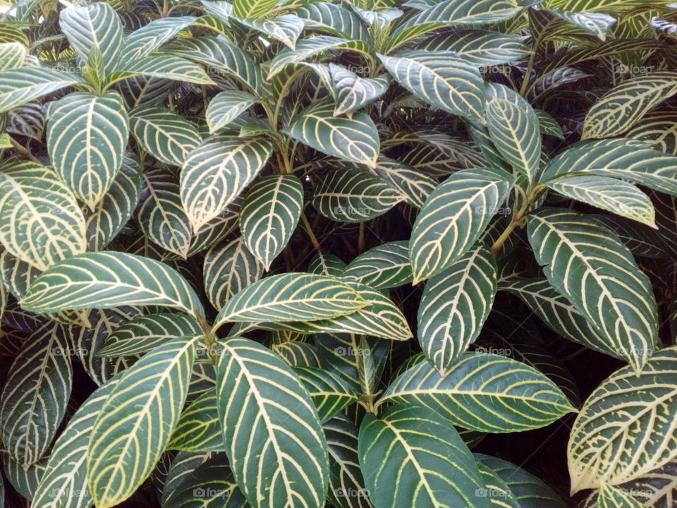 Leaves