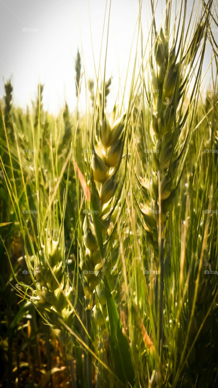 wheat  in farm 
winter time in my village
