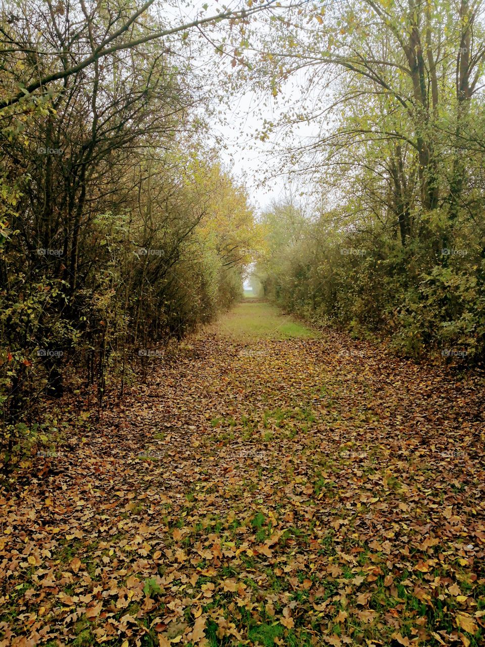 Autumn Trail