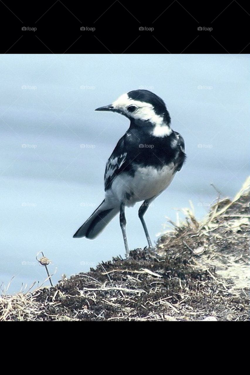 white black water bird by eastegg18