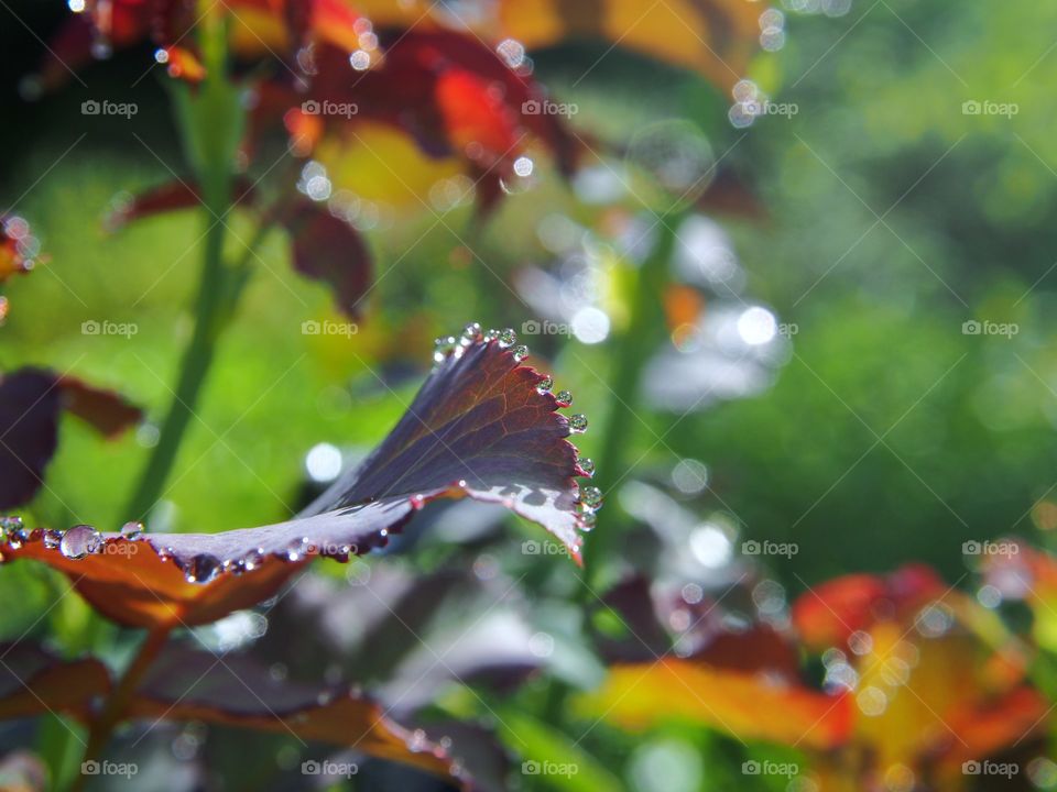 Leaf and dew