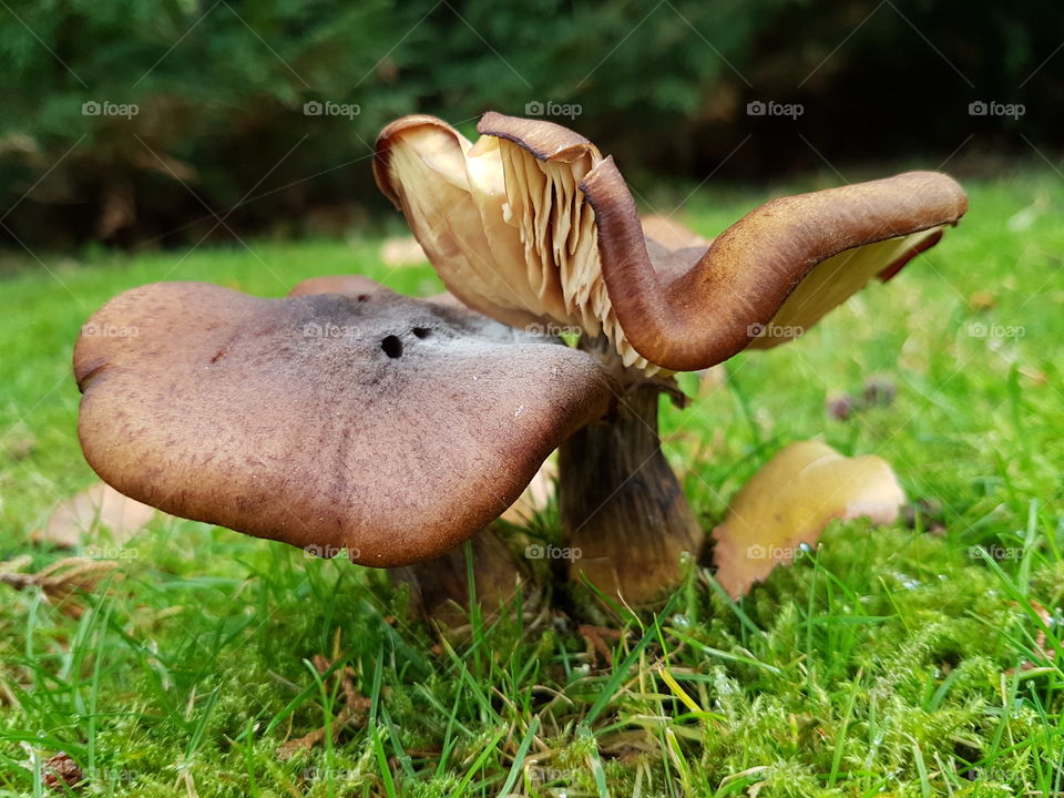 Mushroom couple