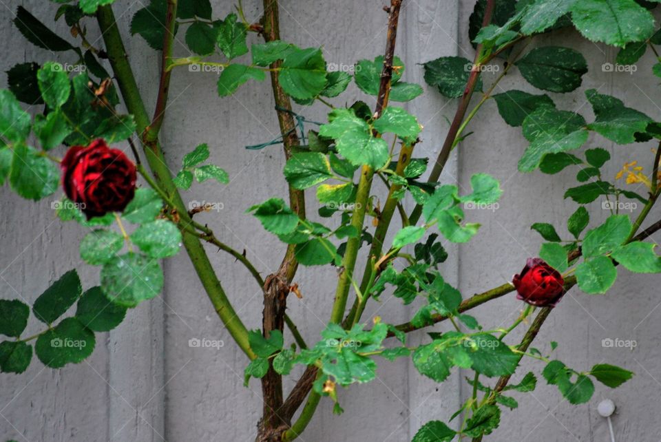 Roses against a white wall