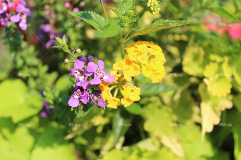 A closeup of the beautiful flowers at the pool