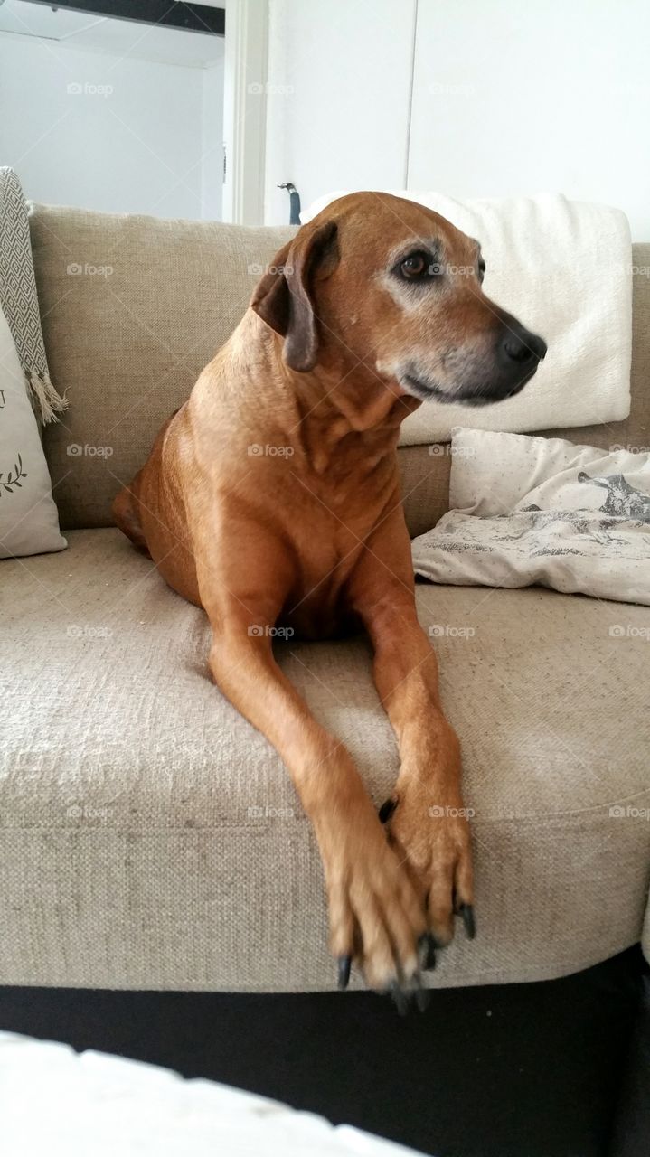 Rhodesian ridgeback