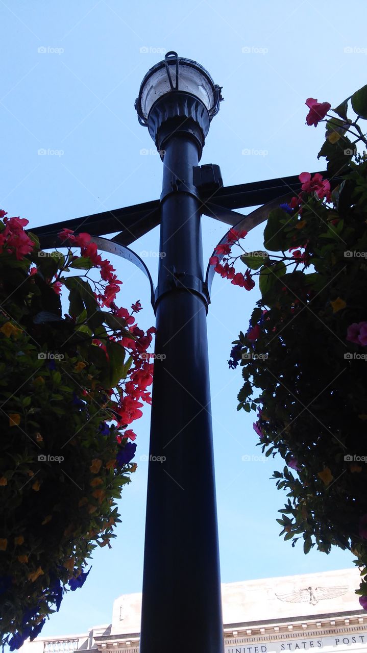 Hanging Flowers on Light Pole. hanging flower pots on light pole