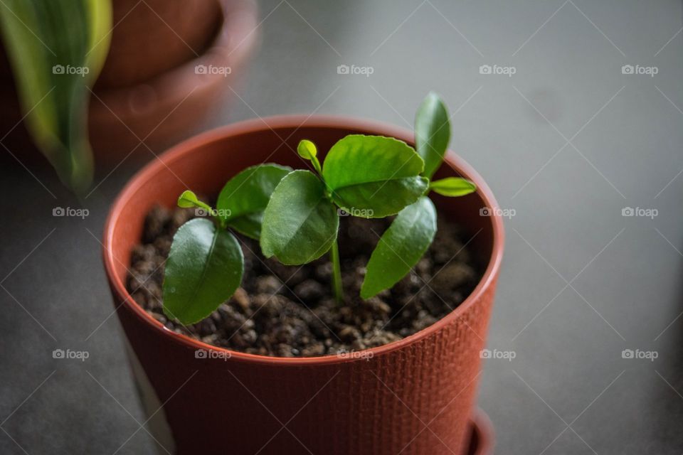 Little tangerines. I planted three seeds of tangerine