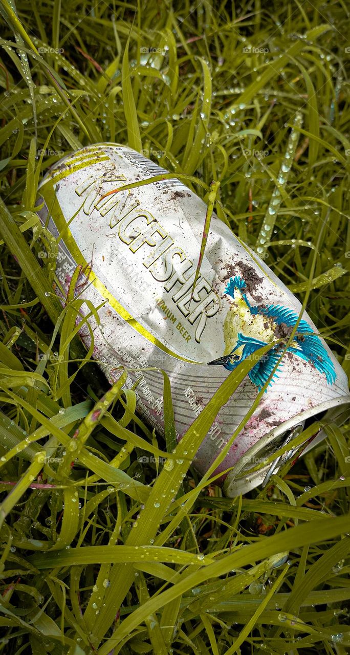 Kingfisher lover and nature beauty drinks lover