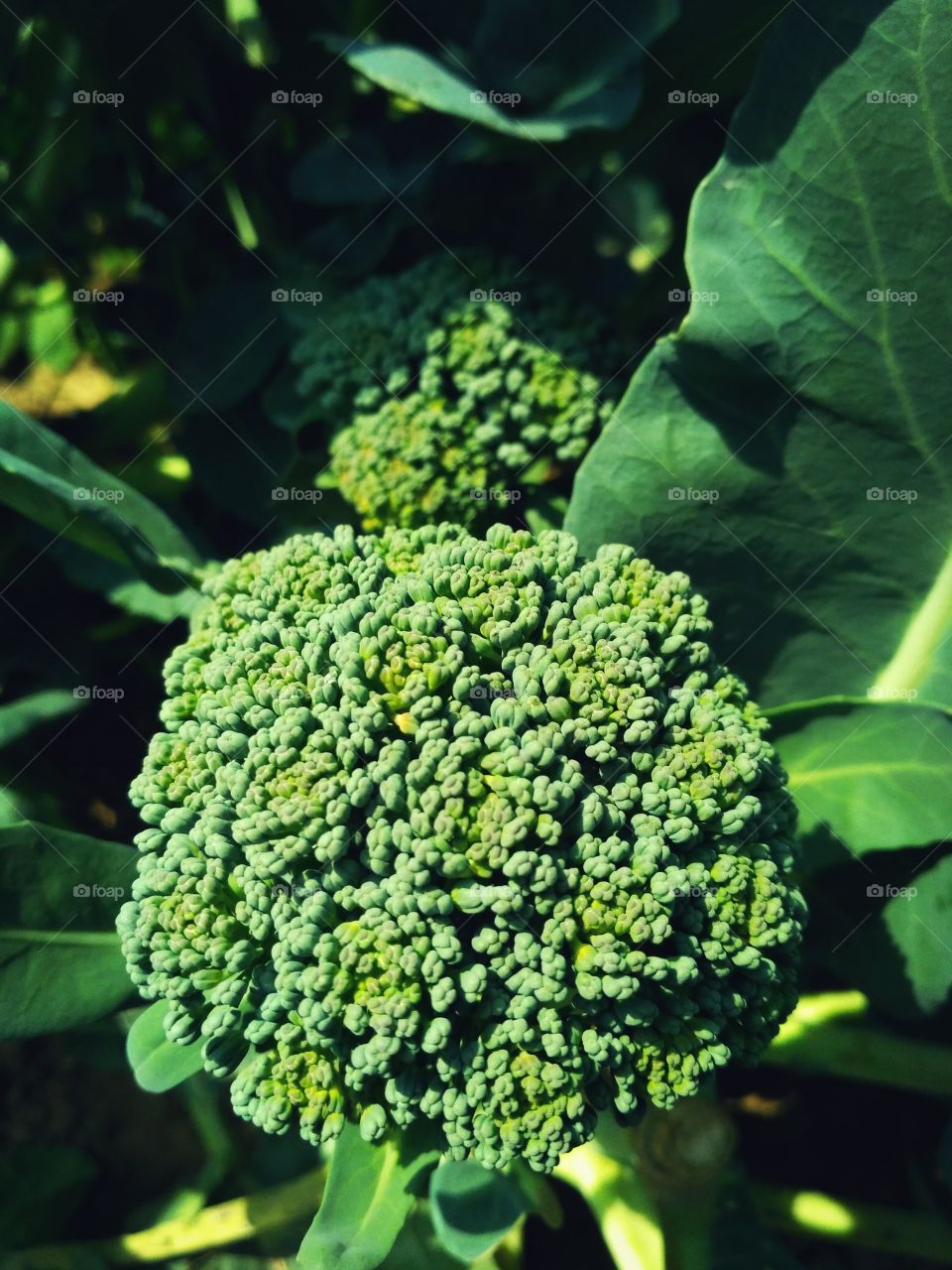 Broccoli Vegetable