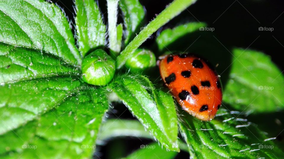 Plant, with lady bug