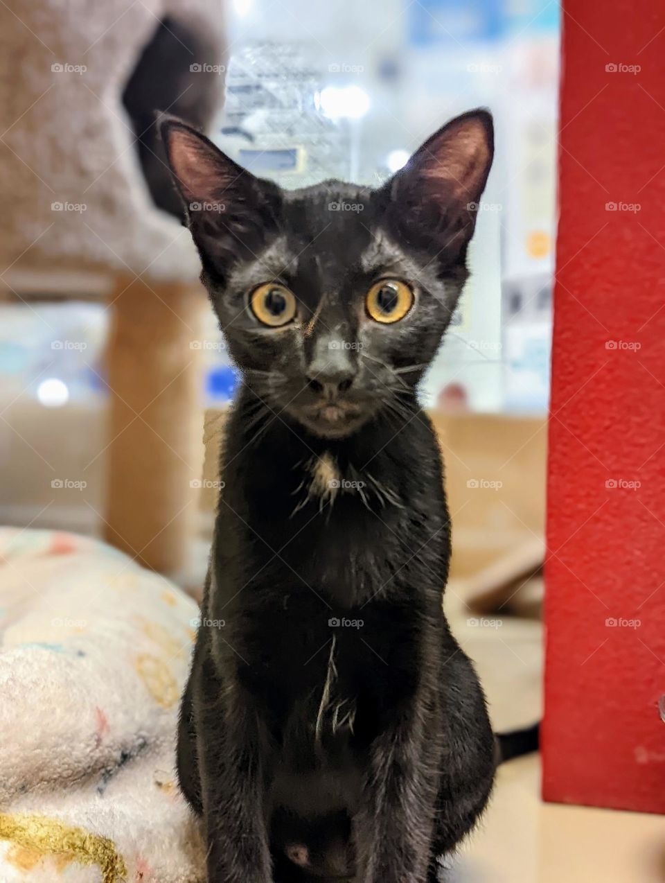 Every day is Caturday