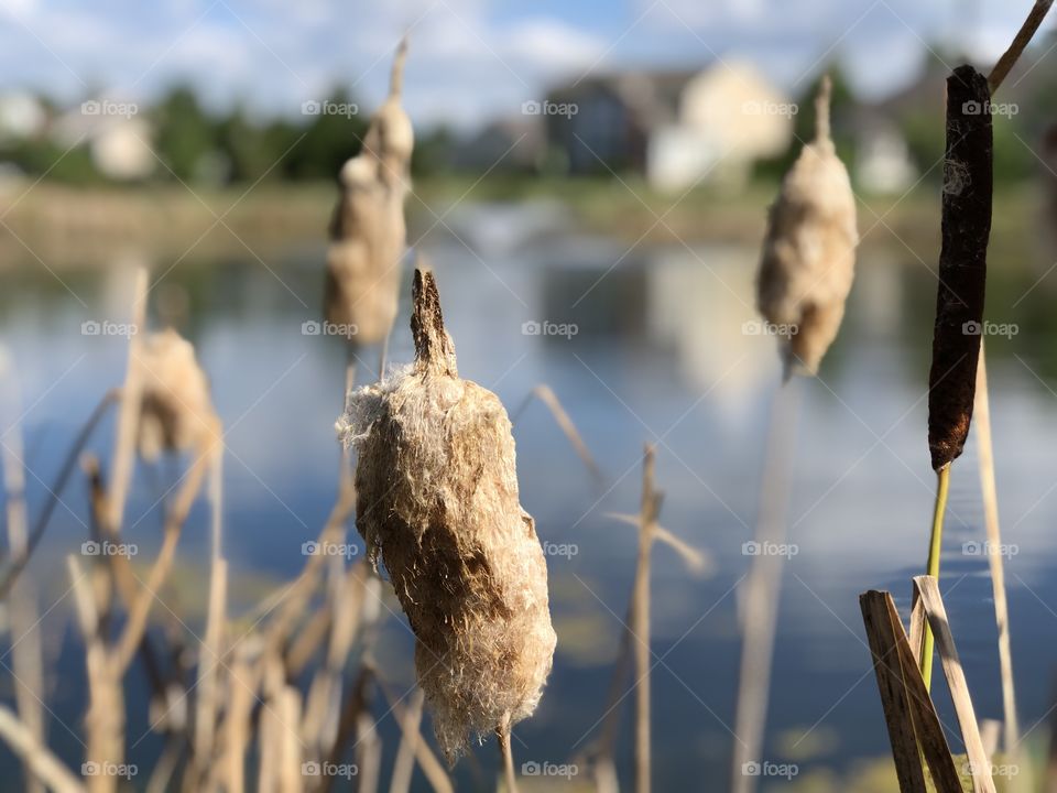Cattails By Pond