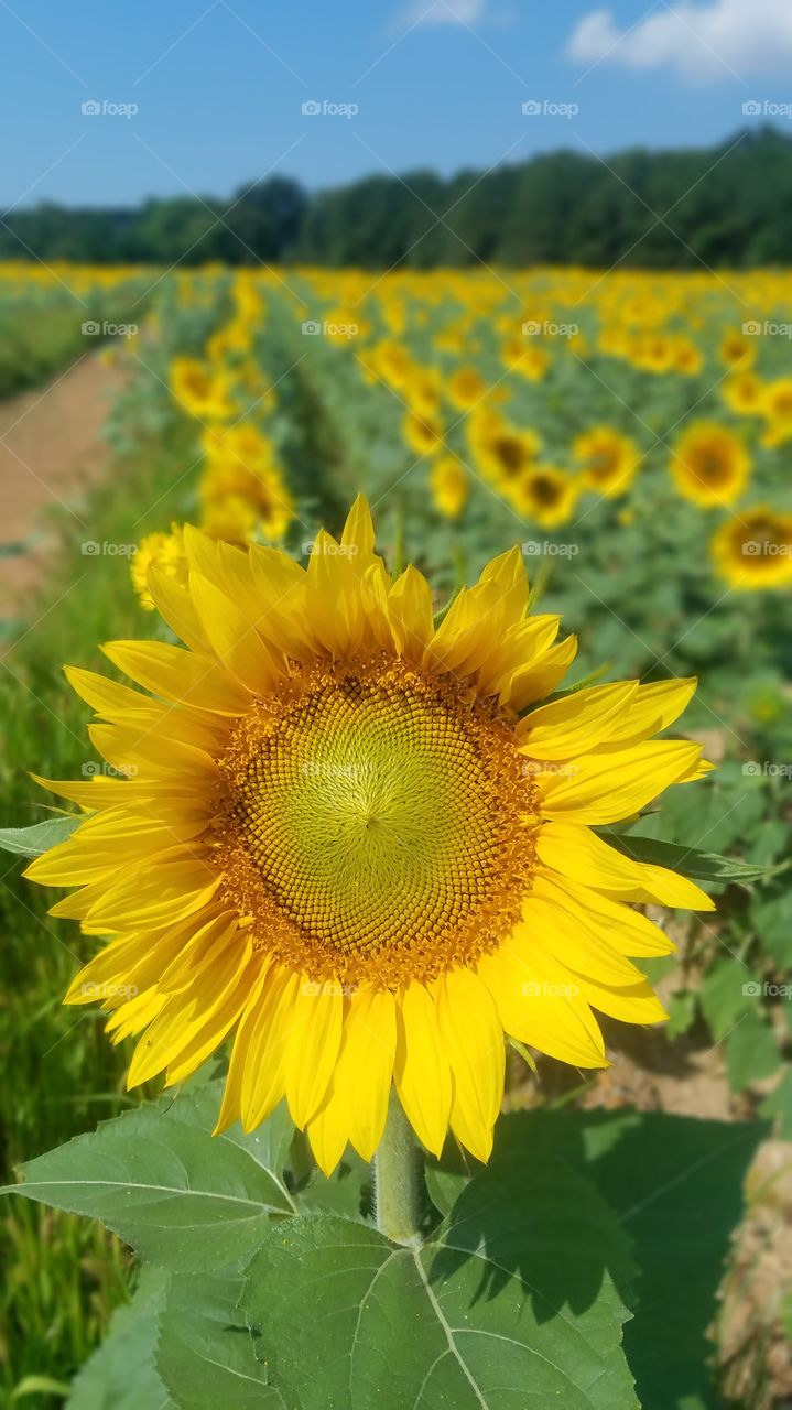 sunflowers field Raleigh Dorthea Dix Park