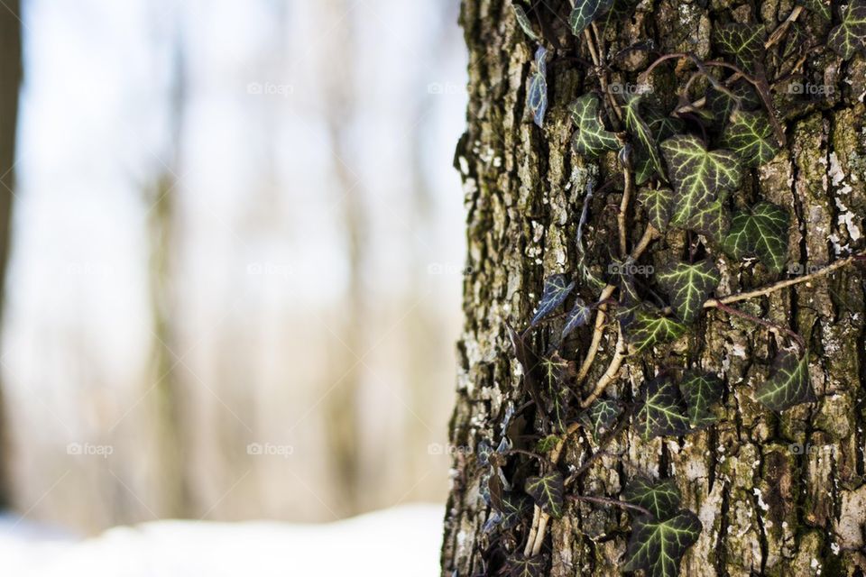 ivy on tree