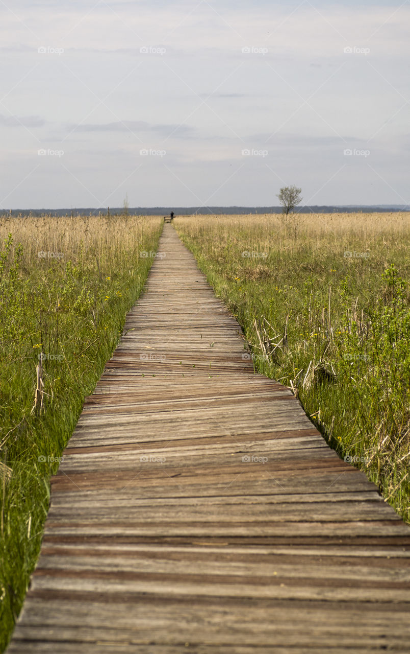 wooden path on biebrza marshes