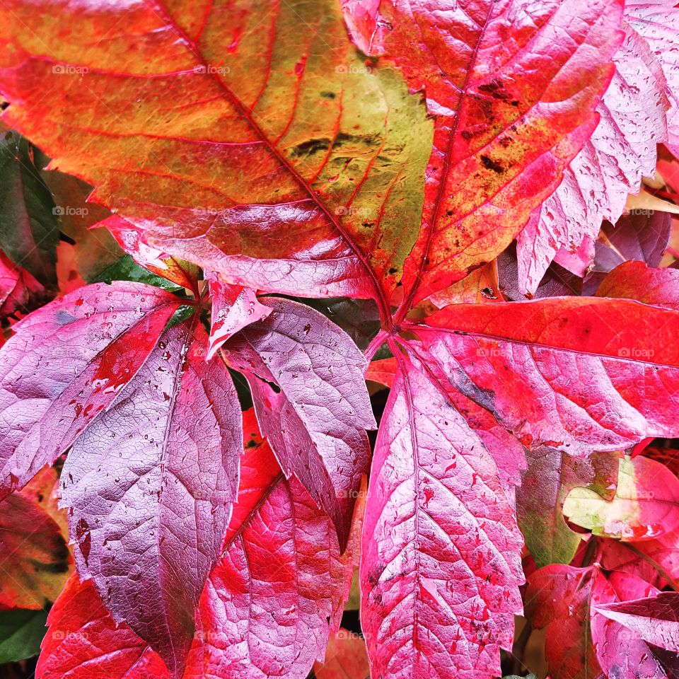 Autumn Colours creeping in