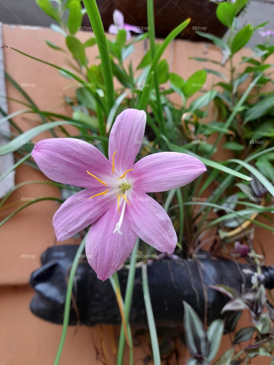 Beautiful puple zephyrlily flower, commonly known as rain lily.