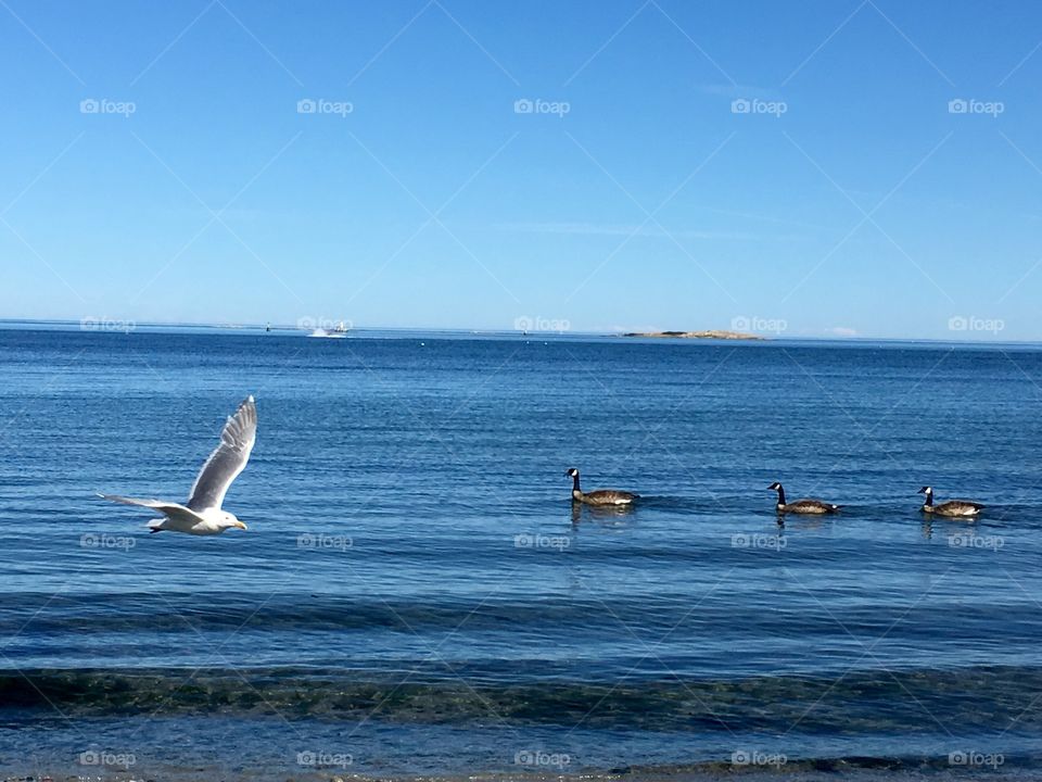 Seagull flying over sea