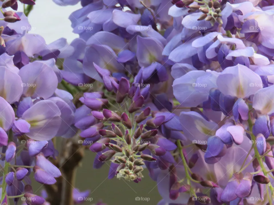 Wisteria