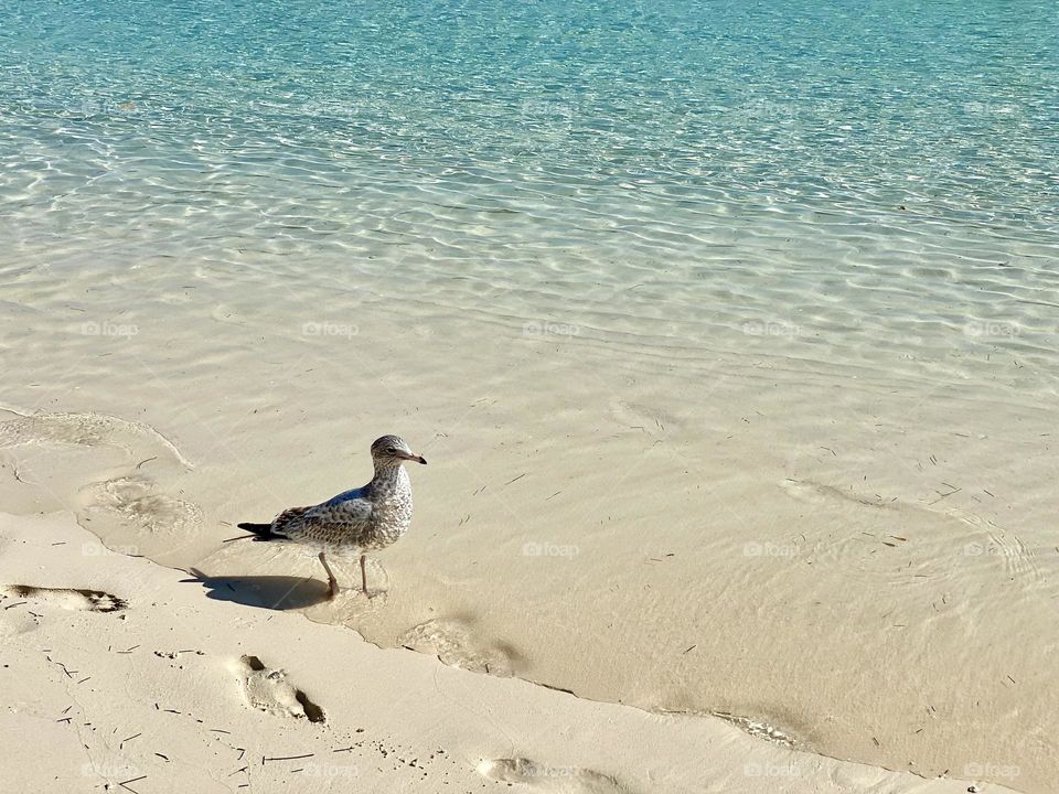 A seagull walking along the beach next to a set of footprints in the sand