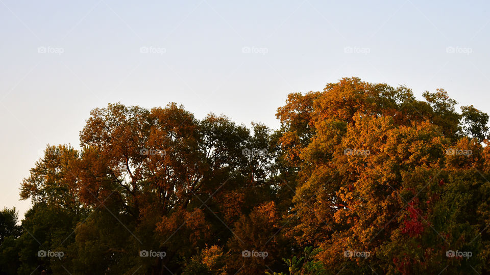 Colorful leaves autumn landscape scene 