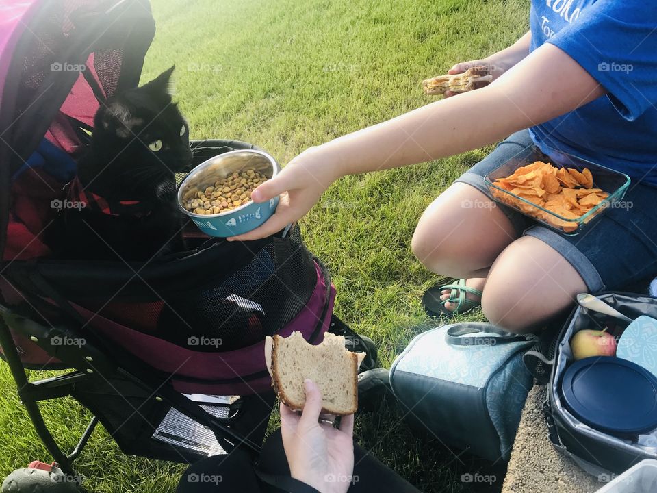 This is how we like to take a picnic, with our sandwiches, chips, and of course our black kitty cat and her dish of food for when she gets hungry! 