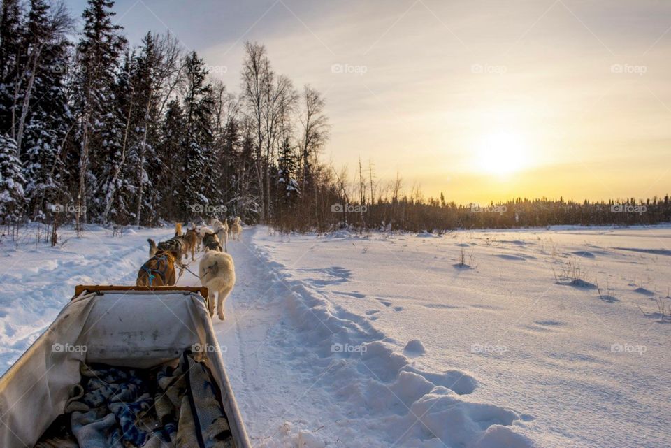 Nwt dogsledding! 